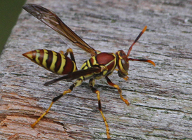 Polistes exclamans